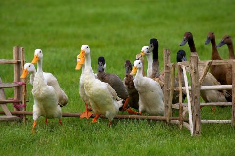 Duck Herding image