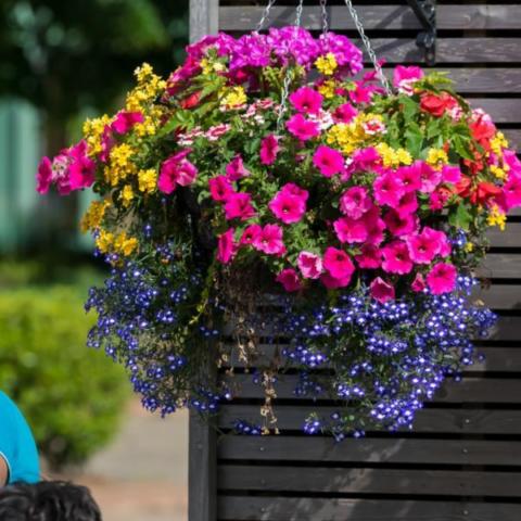 Hanging Basket Cropped