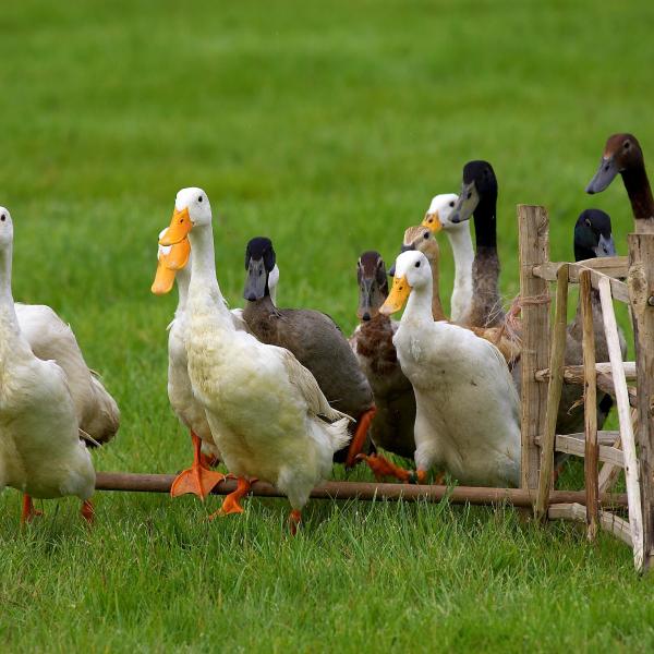 Duck Herding image