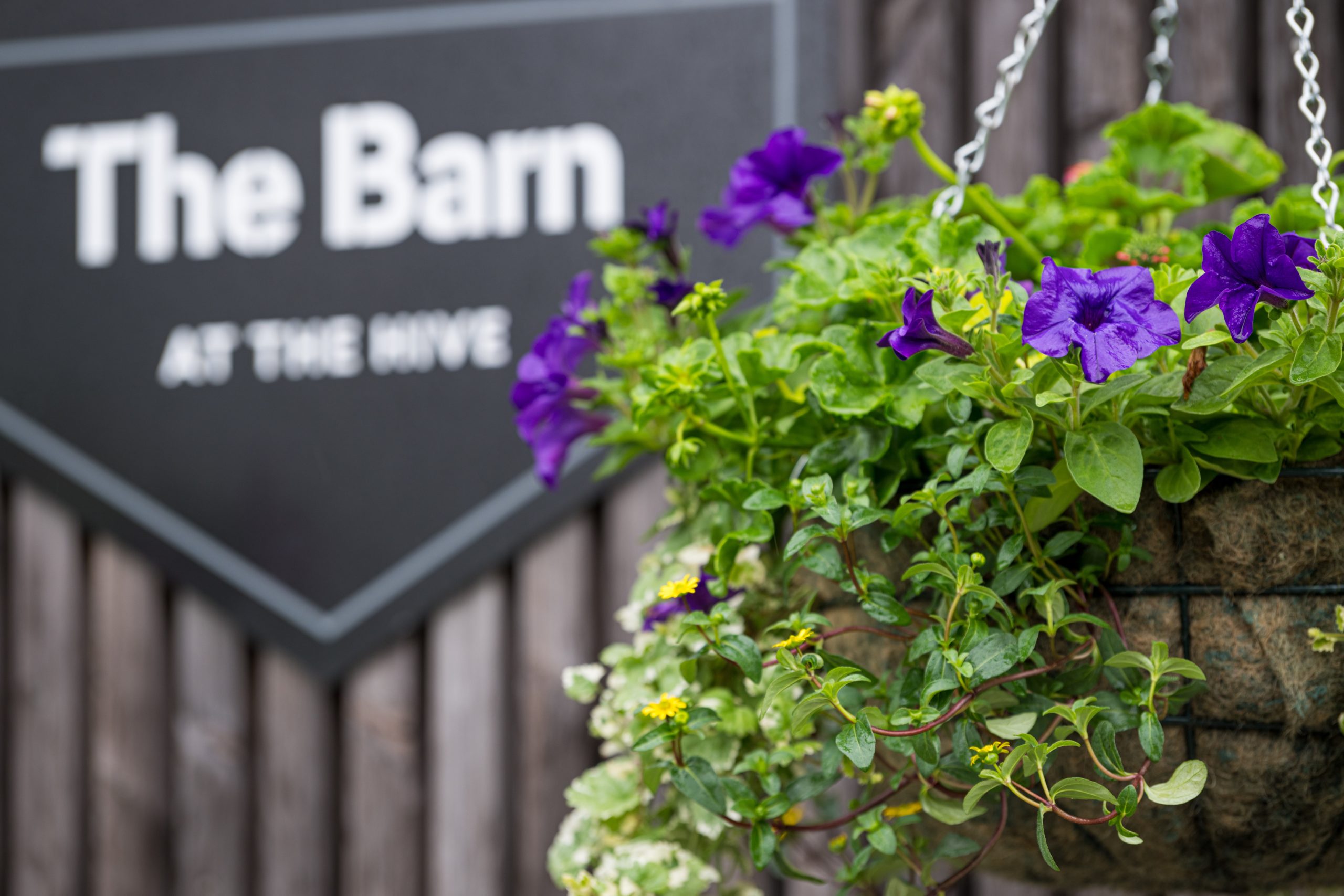 Autumn Hanging Baskets - croxley-park