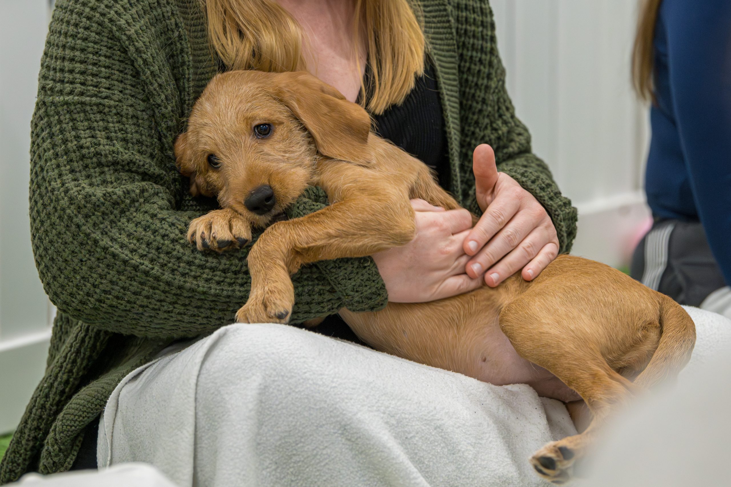 Puppy Cuddles - croxley-park